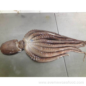 Frozen long leg octopus price